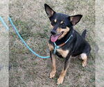 Small #6 Miniature Pinscher Mix