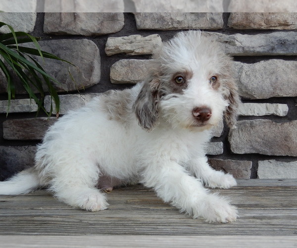 Medium Photo #3 Miniature Labradoodle Puppy For Sale in MILLERSBURG, OH, USA