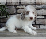 Small #2 Miniature Labradoodle