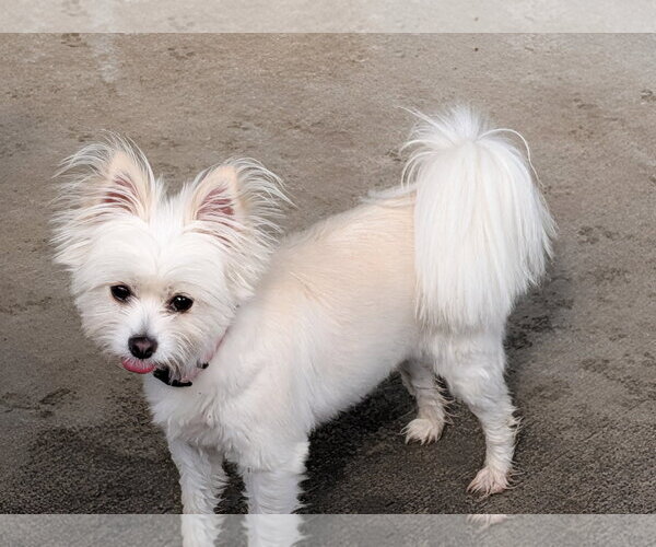 Medium Photo #2 Paperanian Puppy For Sale in Oakhurst, NJ, USA