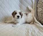 Small #2 Cockapoo-Poodle (Miniature) Mix