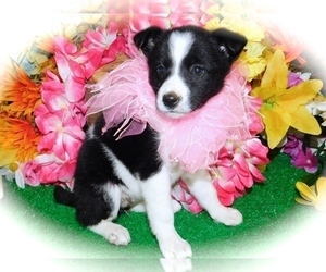 Australian Cattle Dog-Border Collie Mix Puppy for sale in HAMMOND, IN, USA