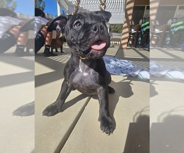 Medium Photo #14 American Bully Puppy For Sale in QUARTZ HILL, CA, USA