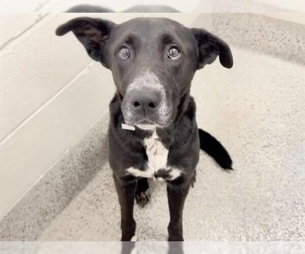 Medium Photo #2 Labrador Retriever-Unknown Mix Puppy For Sale in Houston, TX, USA