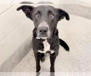 MADDIE - Female Labrador Retriever-Unknown Mix Dog for Adoption - Photo #2