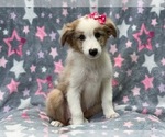 Small #4 Australian Shepherd