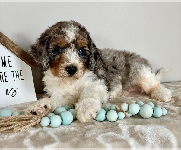 Medium Photo #1 Miniature Bernedoodle-Poodle (Miniature) Mix Puppy For Sale in INDIANAPOLIS, IN, USA