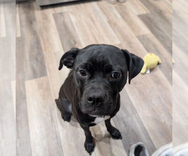 Medium Photo #2 American Pit Bull Terrier-Unknown Mix Puppy For Sale in Fargo, ND, USA