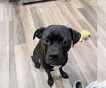 Small #1 American Pit Bull Terrier Mix