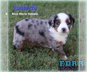 Medium Miniature Australian Shepherd