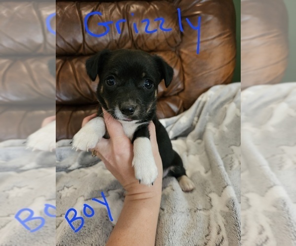 Medium Photo #9 Chizer Puppy For Sale in MONTEZUMA, GA, USA