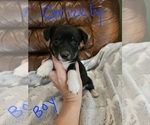 Small Photo #9 Chizer Puppy For Sale in MONTEZUMA, GA, USA