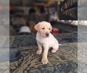 Labrador Retriever Puppy for Sale in GREENCASTLE, Indiana USA
