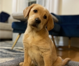 Labrador Retriever Puppy for sale in WILDWOOD, GA, USA