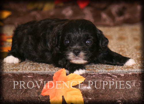Medium Photo #4 ShihPoo Puppy For Sale in COPPOCK, IA, USA