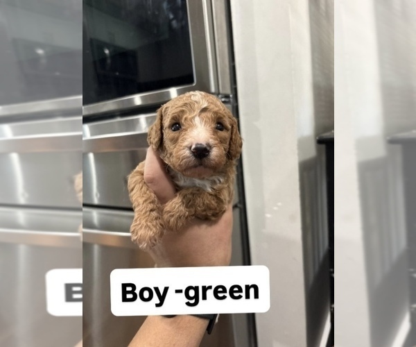 Medium Photo #5 Goldendoodle (Miniature) Puppy For Sale in DALLAS, TX, USA