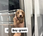 Small #4 Goldendoodle (Miniature)