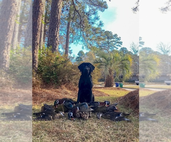 Medium Photo #26 Labrador Retriever Puppy For Sale in AIKEN, SC, USA