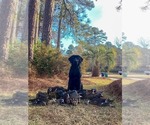Small #25 Labrador Retriever