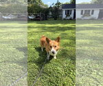 Small #2 Mutt