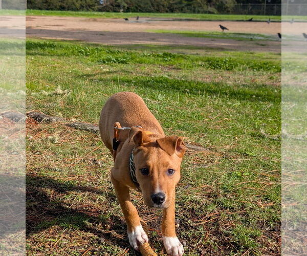 Medium Photo #2 American Pit Bull Terrier-Unknown Mix Puppy For Sale in San Jose, CA, USA