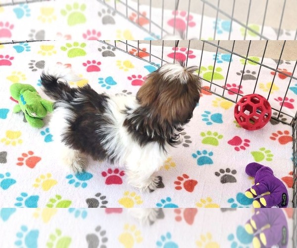 Medium Photo #7 Shih Tzu Puppy For Sale in ORO VALLEY, AZ, USA
