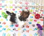 Small #6 Shih Tzu