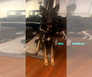 GRU - Male Australian Kelpie-German Shepherd Dog Mix Dog for Adoption - Photo #4