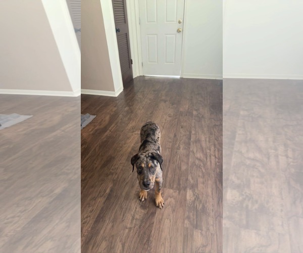 Medium Photo #4 Catahoula Leopard Dog-Unknown Mix Puppy For Sale in Wakefield, RI, USA