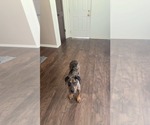 Small #3 Catahoula Leopard Dog Mix