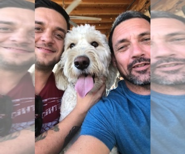 View Ad Goldendoodle Puppy for Sale near California, BAKERSFIELD, USA