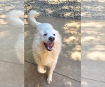Small Great Pyrenees Mix