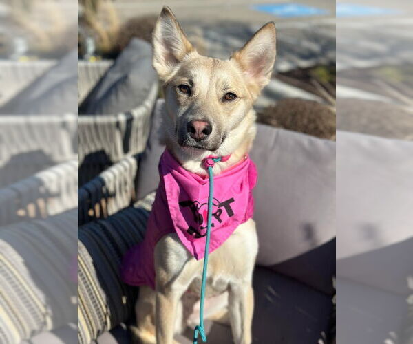 Medium Photo #2 Siberian Husky-Unknown Mix Puppy For Sale in Canton, CT, USA