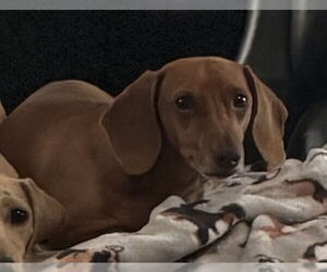 Dachshund Dogs for adoption in Charlottesville, VA, USA