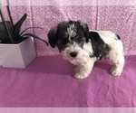 Small #8 Schnoodle (Miniature)