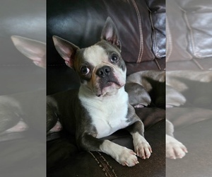 Father of the Boston Terrier puppies born on 09/16/2026