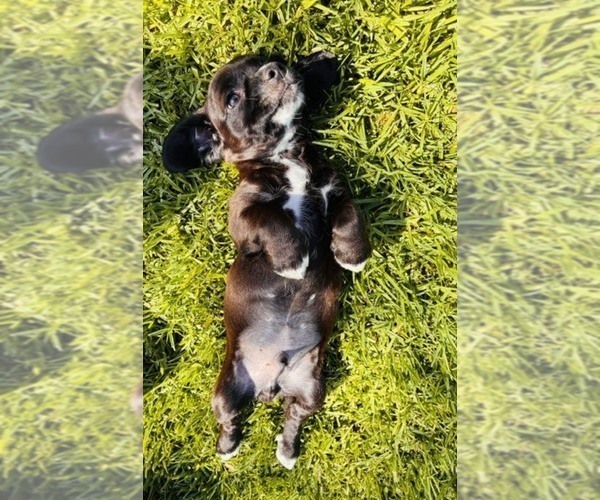 Medium Photo #4 Cocker Spaniel Puppy For Sale in IRVINE, CA, USA