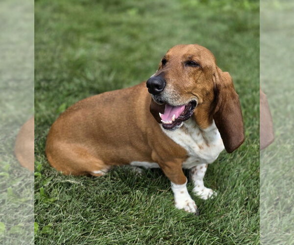 Medium Photo #4 Basset Hound Puppy For Sale in Brookville, OH, USA