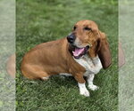 Small #3 Basset Hound