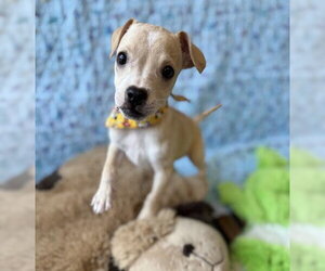 Chihuahua-Unknown Mix Dogs for adoption in Warrenton, VA, USA