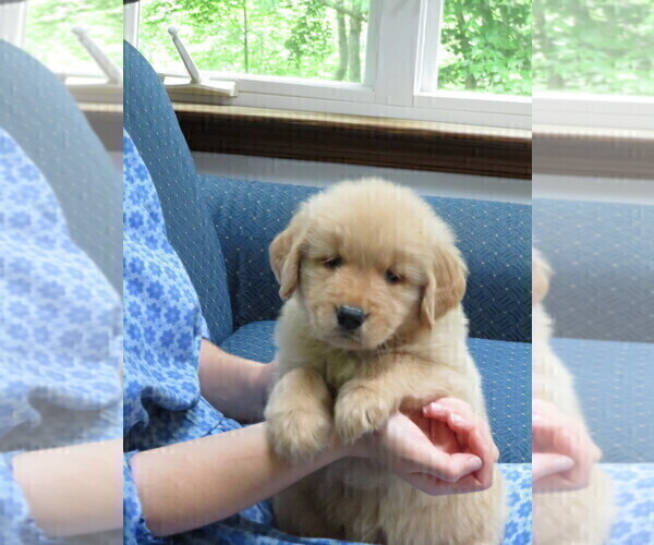Medium Photo #1 Golden Retriever Puppy For Sale in MECHANICSVILLE, MD, USA