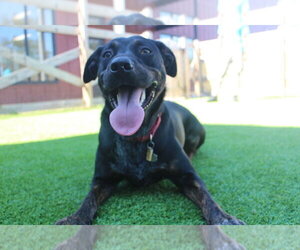 Flippers - Female Mutt Dog for Adoption - Photo #2
