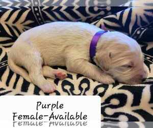 Goldendoodle Puppy for sale in DAVIS, OK, USA