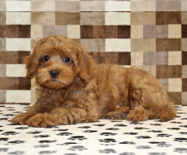 Medium Photo #2 Cavapoo (Miniature) Puppy For Sale in DENVER, PA, USA