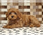 Small #1 Cavapoo (Miniature)