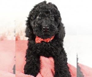 Poodle (Standard) Dog for Adoption in LOWELL, Massachusetts USA