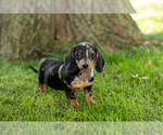 Puppy Bella Dachshund