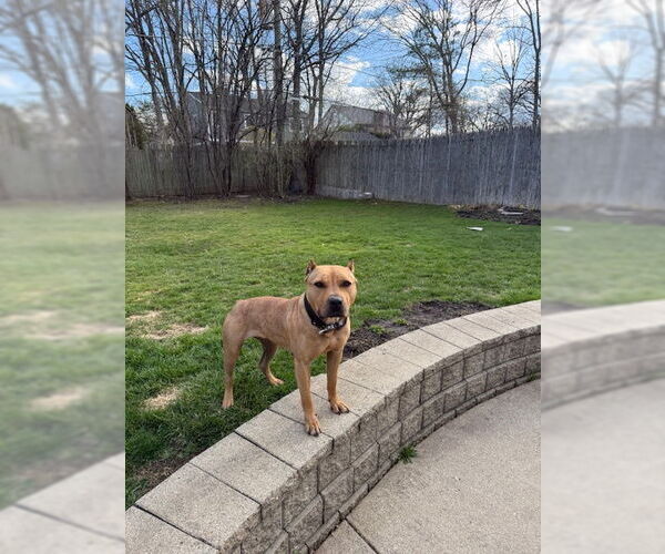 Medium Photo #4 American Pit Bull Terrier Puppy For Sale in Techny, IL, USA