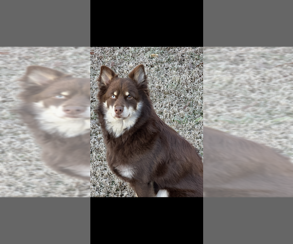 Medium Photo #1 Siberian Husky Puppy For Sale in LITHONIA, GA, USA