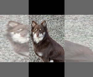 Siberian Husky Puppy for sale in LITHONIA, GA, USA